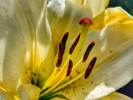 Free Lily Garden photo and picture