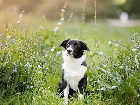 Free Cutie Pie Dog photo and picture