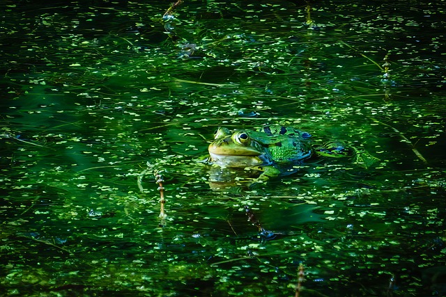 Lago Con Ranas Rana Animal Lago - Foto gratis en Pixabay - Pixabay