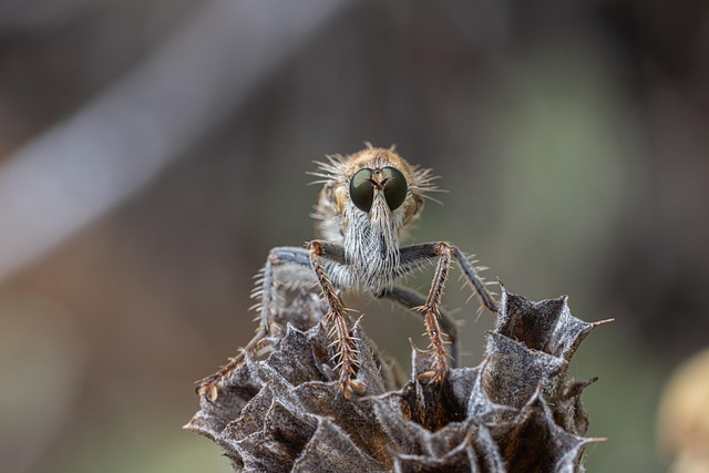 Free Predator Fly Insect photo and picture