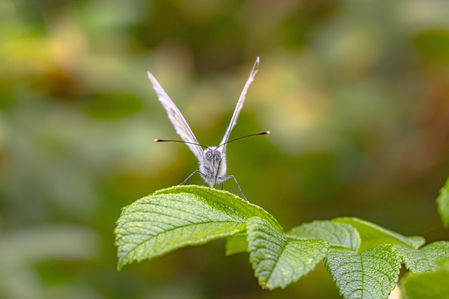 Free Butterfly Frontal View photo and picture
