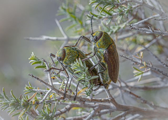 Free Beetle Insect photo and picture