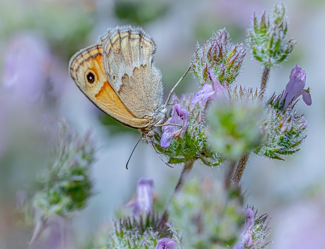 Free Butterfly Blossoms photo and picture