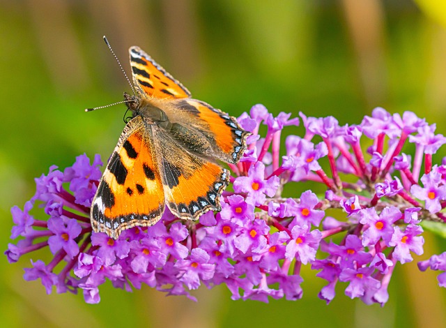 Free Butterfly Insect photo and picture