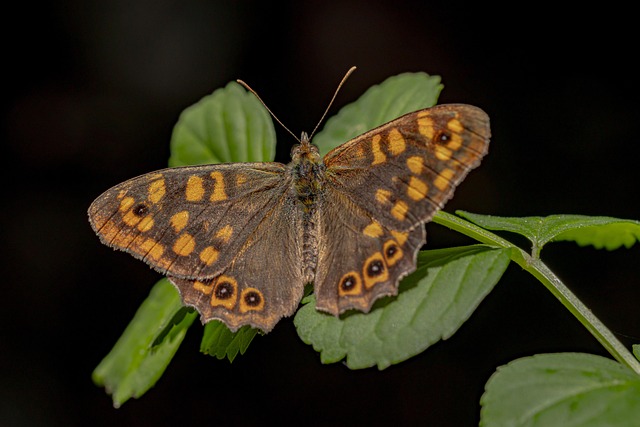 Free Butterfly Insect photo and picture