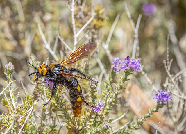 Free Dagger Wasp Wasp photo and picture