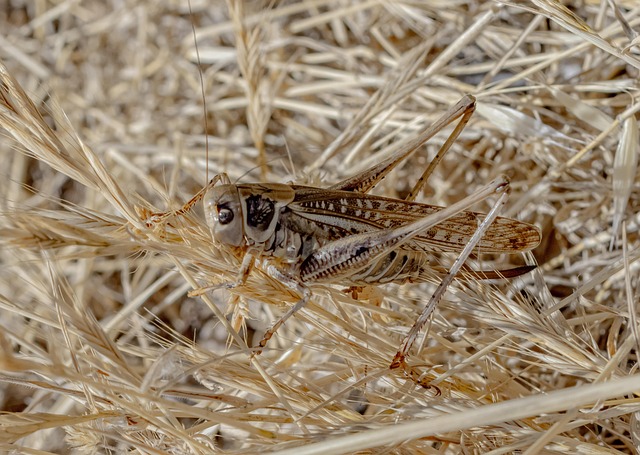 Free Grasshopper Insect photo and picture