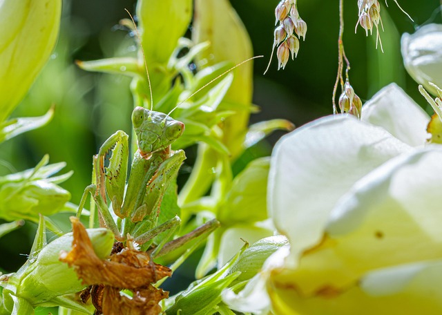 Free Mantis Close Up photo and picture
