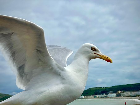 Free Gull Bird photo and picture