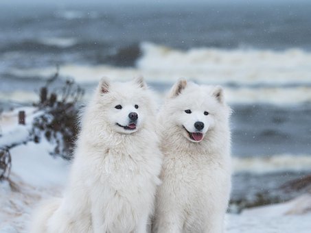 Free Sweetness Dogs photo and picture