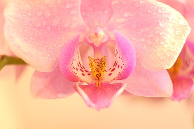 Free Flower Blossom photo and picture