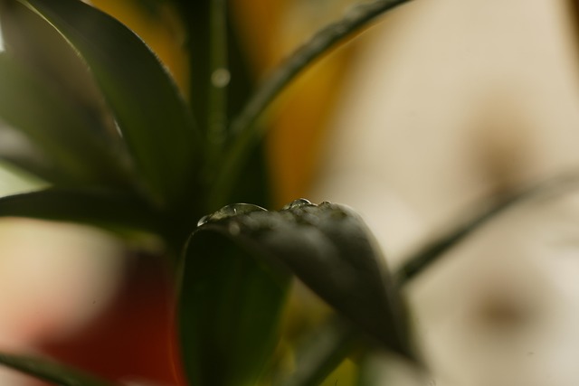 Free Leaf Nature photo and picture