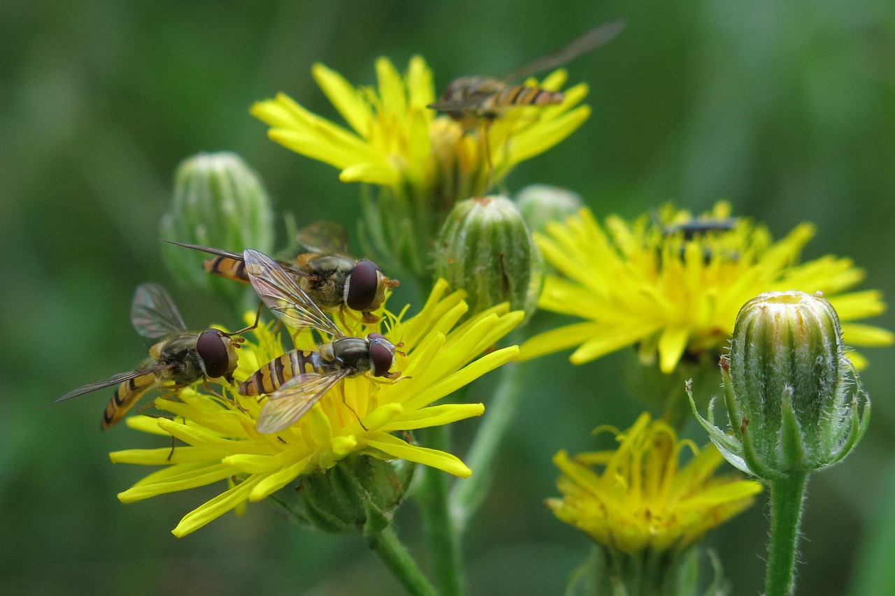 Download free HD stock image of Hoverfly Insects Free Hoverfly Insects photo and picture