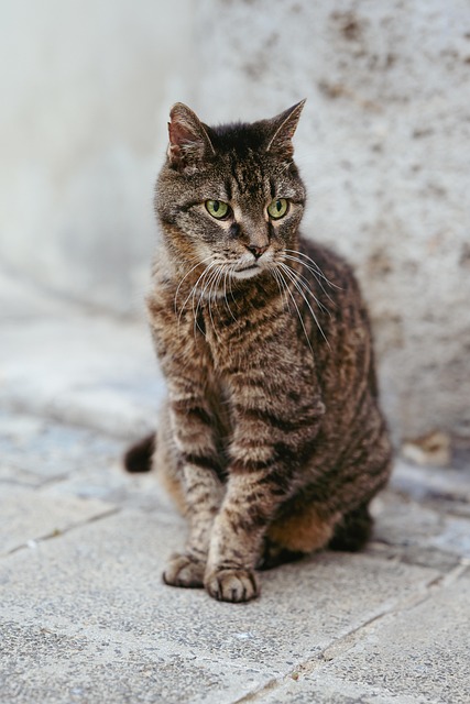 Gato, Gatinho, Felino