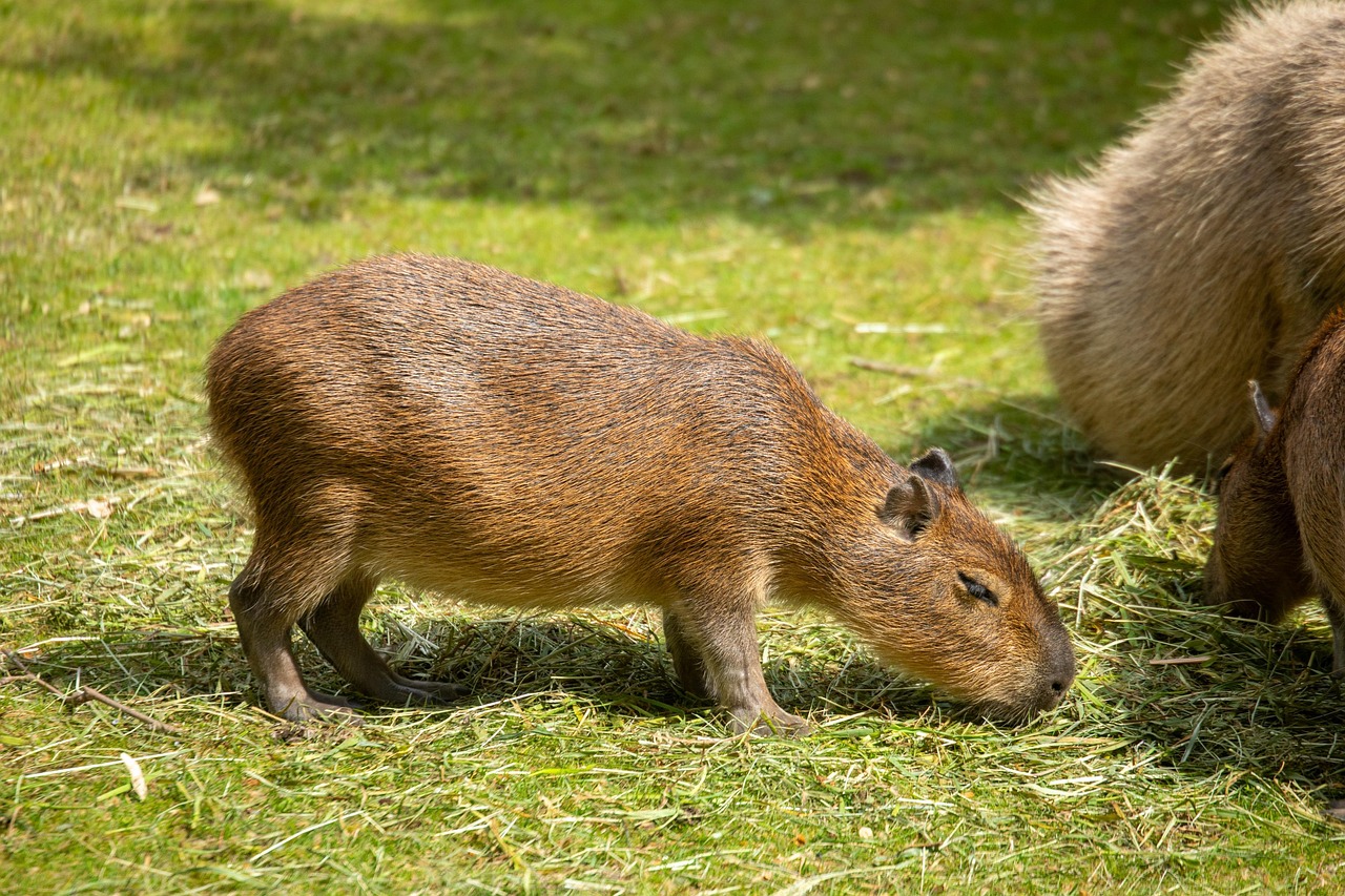 20 000 Free Baby Capybara Capybara Images Pixabay 20 000 Free Baby Capybara Capybara Images Pixabay