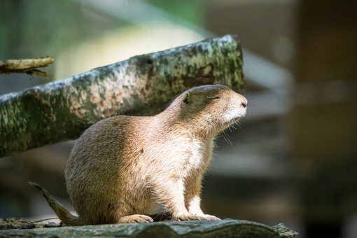 Free Black-Tailed Prairie Dog Prairie Dog illustration and picture