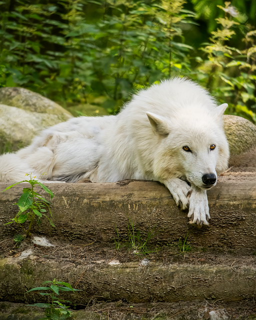 Free Wolf Animal illustration and picture