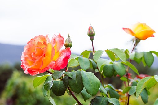 Free Rose Plant photo and picture