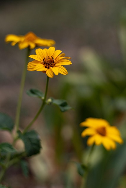 Free chamomile flower plant illustration