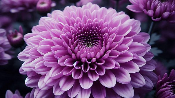 Krysantemum, Blomst, Lilla Blomst, Have