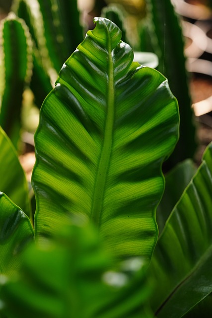 30.000+ kostenlose Gewelltes Blatt und Blatt-Bilder - Pixabay