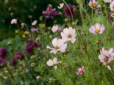 Flores, Flores Do Cosmos, Natureza