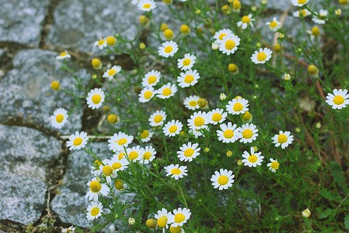 Free Flowers Flower photo and picture