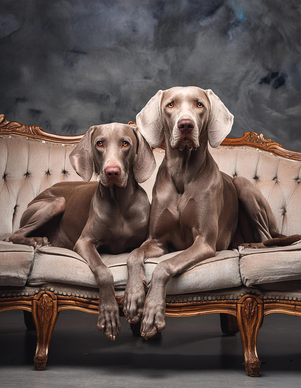 Free ai generated weimaraner dogs illustration