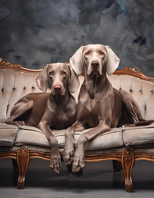 Free ai generated weimaraner dogs illustration