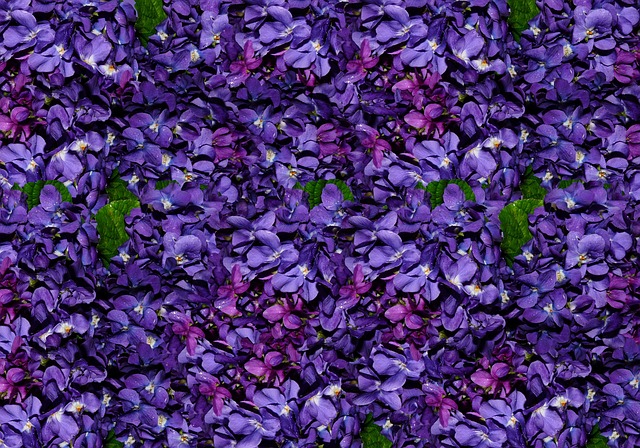 Free hydrangeas flowers nature illustration
