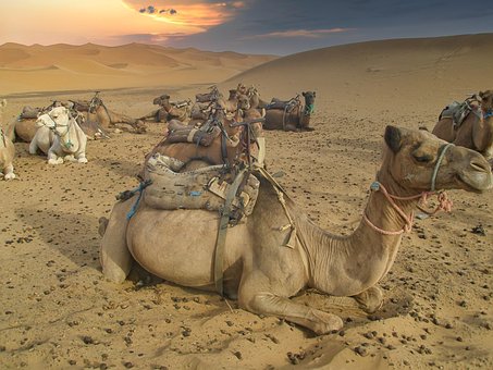 Camello, Camellos, Sáhara, Postre