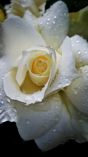 Free Flower Garden photo and picture