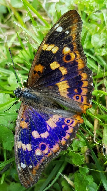 Free Butterfly Wings photo and picture