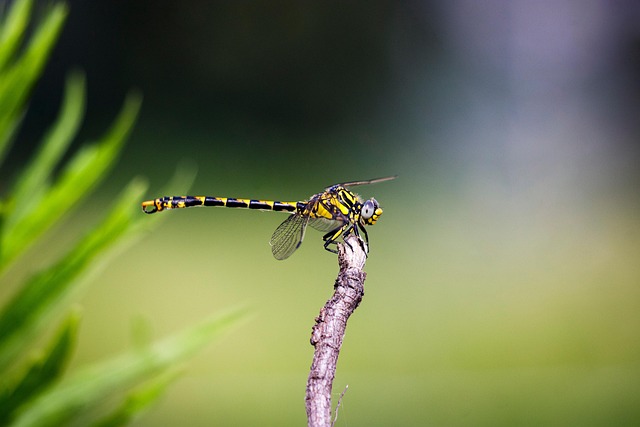 Free ai generated dragonfly lichen illustration