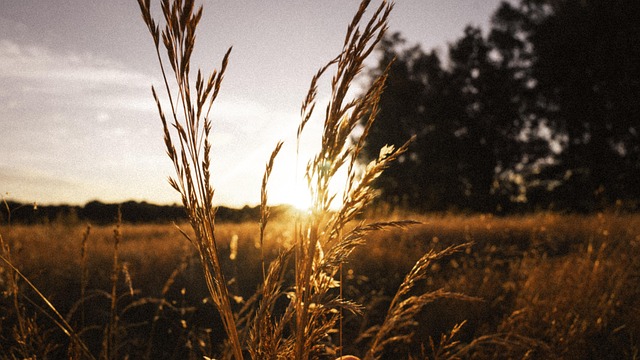 Free Sun Sunset photo and picture