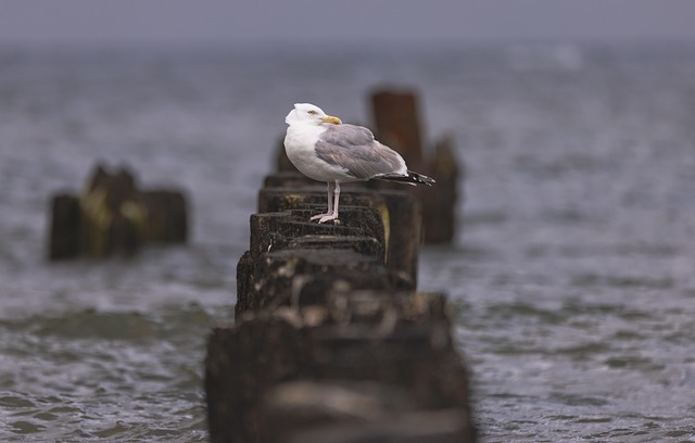 Vogel, Möwe, Vogelkunde, Spezies, Fauna