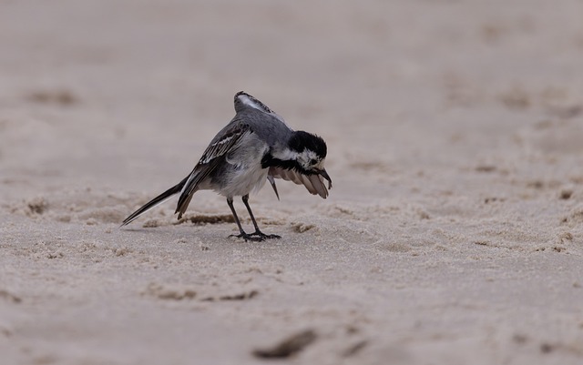 Vogel, Natur, Tier, Tierwelt