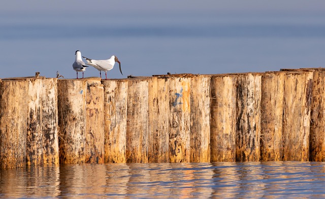 Natur, Tier, Vogel, Tierwelt, See