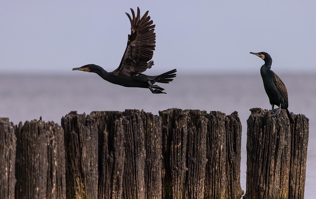 Vögel, Vogelkunde, Kormoran, Spezies