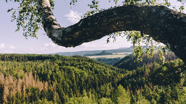 Free Tree Landscape photo and picture