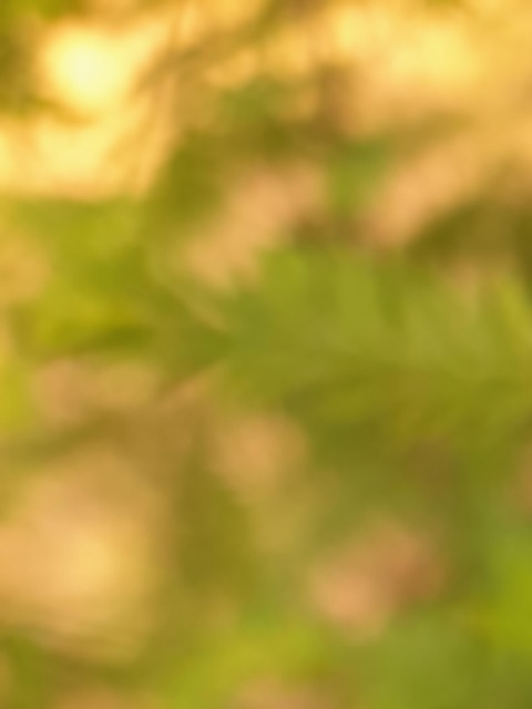 Free Vague Out Of Focus photo and picture