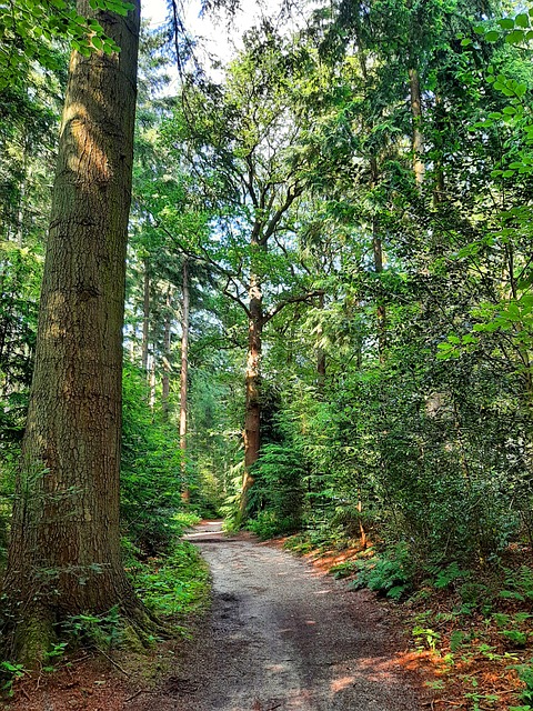 Free Path Away photo and picture