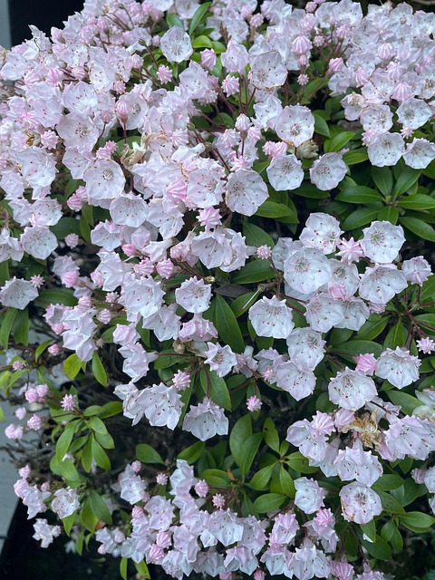 Free Pink Flowers photo and picture
