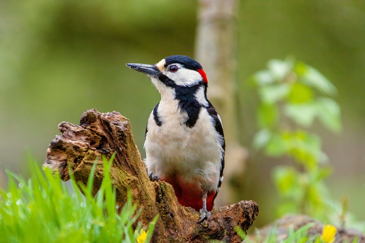 Great Spotted Woodpecker - free online jigsaw puzzle photo