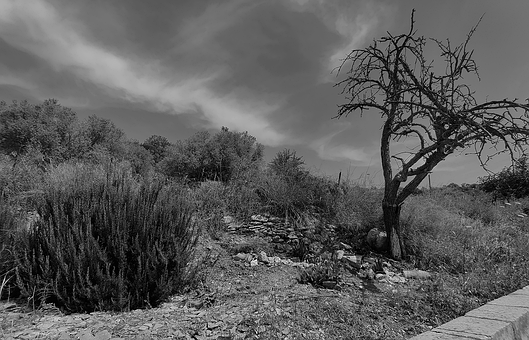 Free Nature Landscape illustration and picture