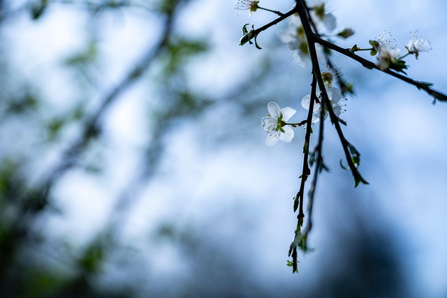Blomst, Blomst Baggrund, Hvide Blomster