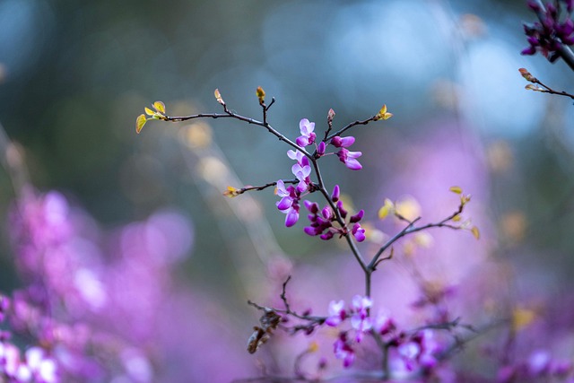 Blomster, Blomst Baggrund, Blomst