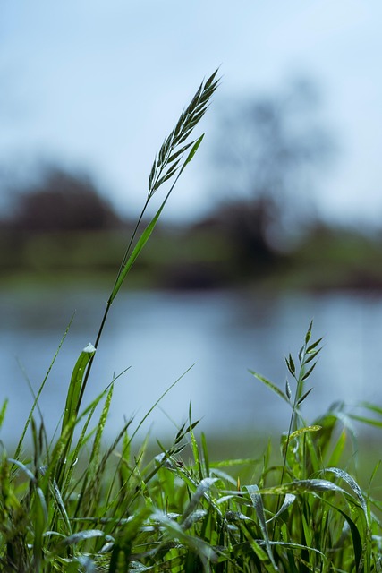 Græs, Grøn, Natur, Tæt På, Detalje, Flod