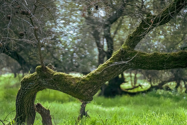 Skov, Træ, Natur, Gren, Detalje, Grøn