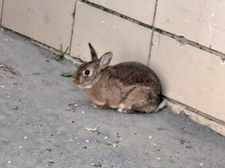 Free Nature Stray photo and picture
